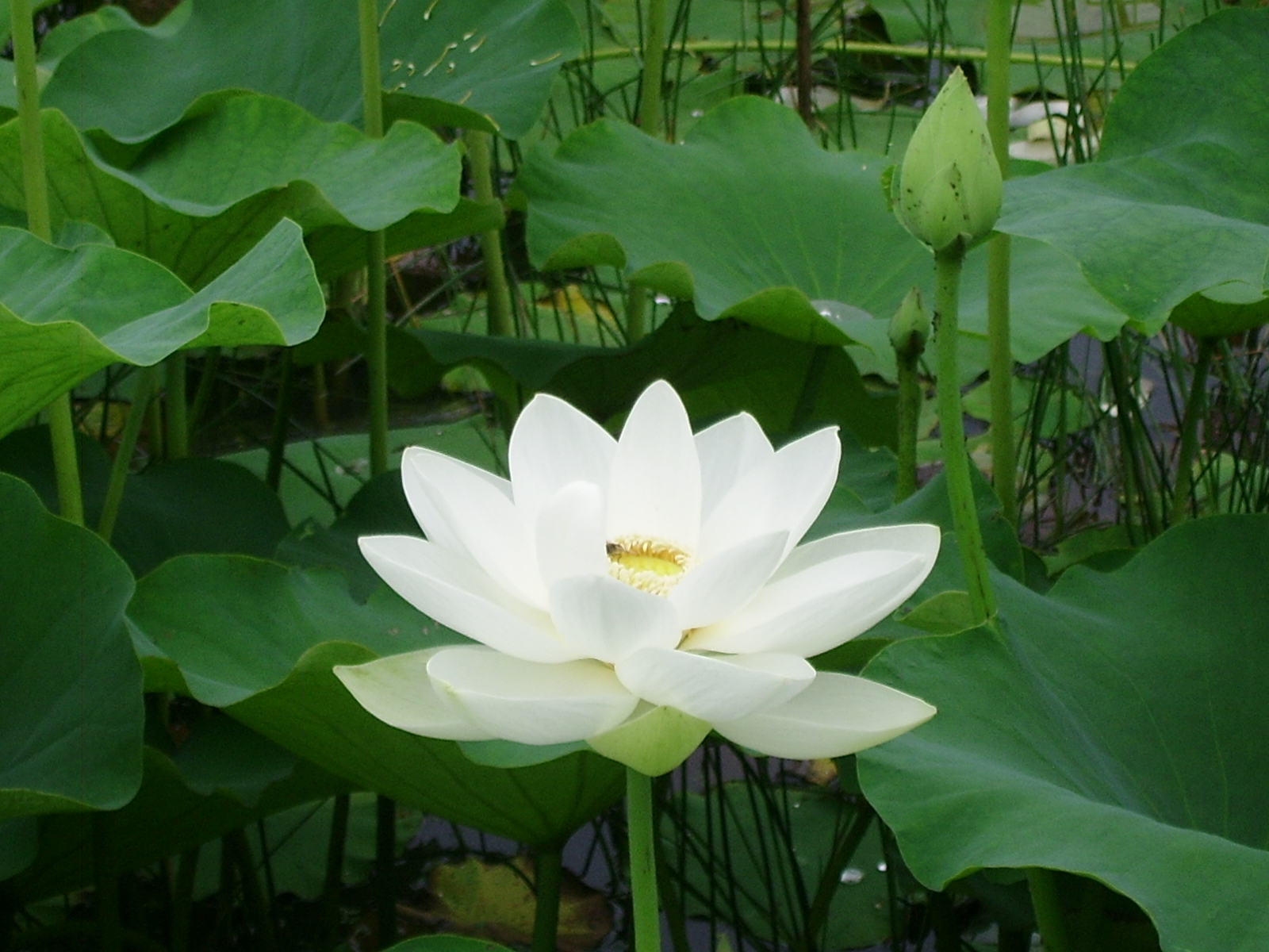 실제크기로 보기