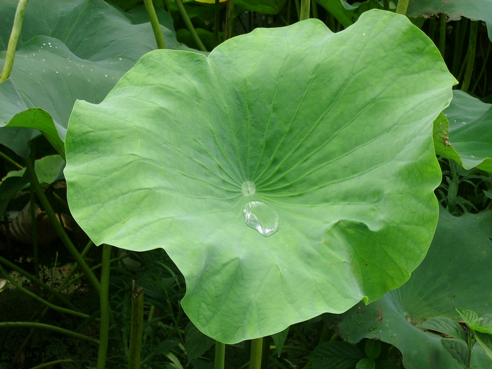 ũ 