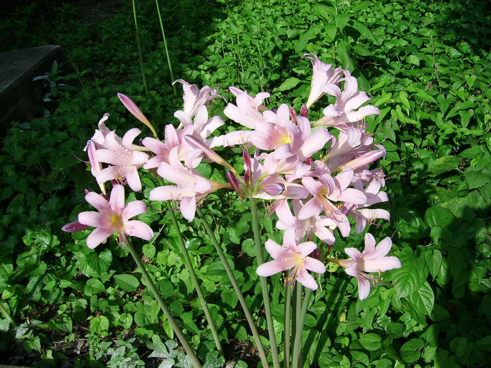 실제크기로 보기