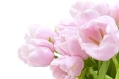 ũ 