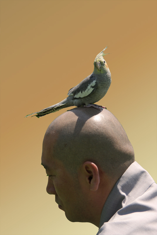 ũ 