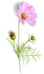 ũ 