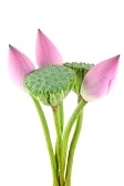 ũ 