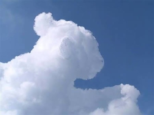 ũ 