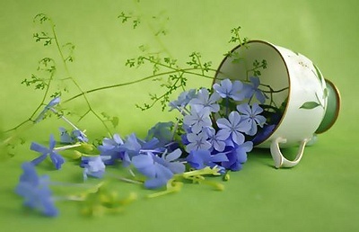 ũ 