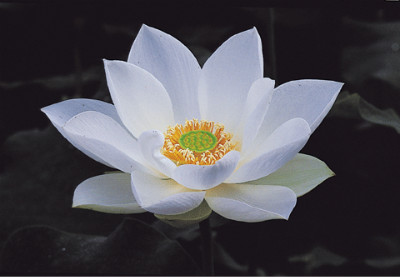 ũ 
