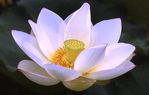 실제크기로 보기
