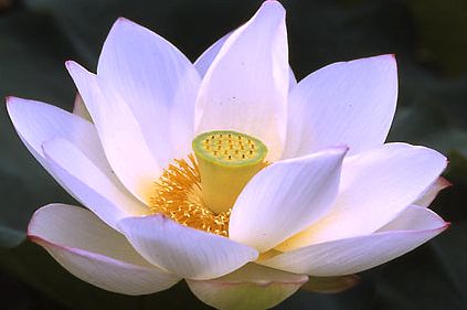 ũ 