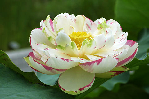실제크기로 보기
