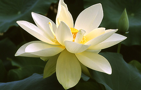 실제크기로 보기