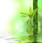ũ 