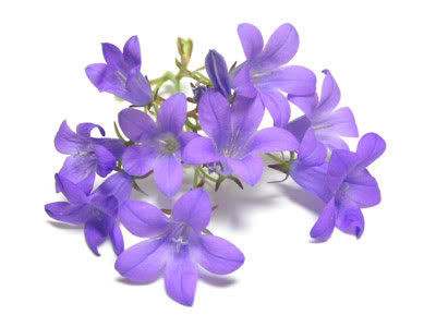 ũ 
