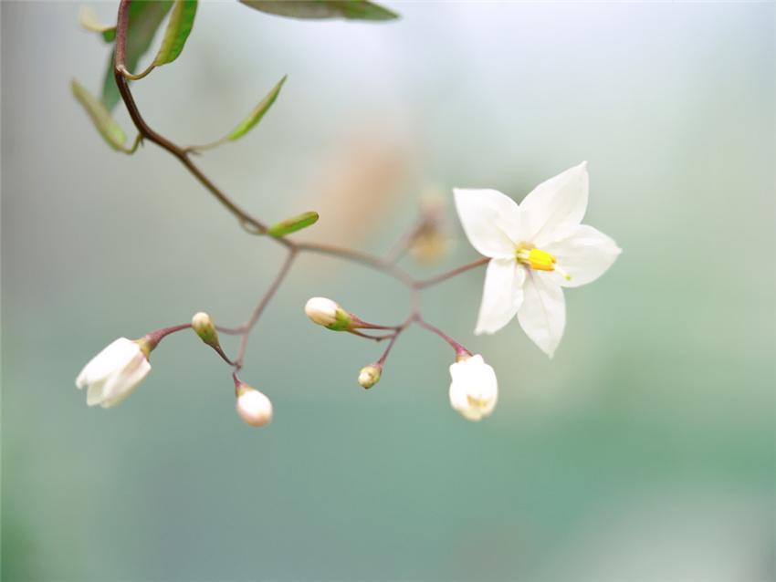 ũ 