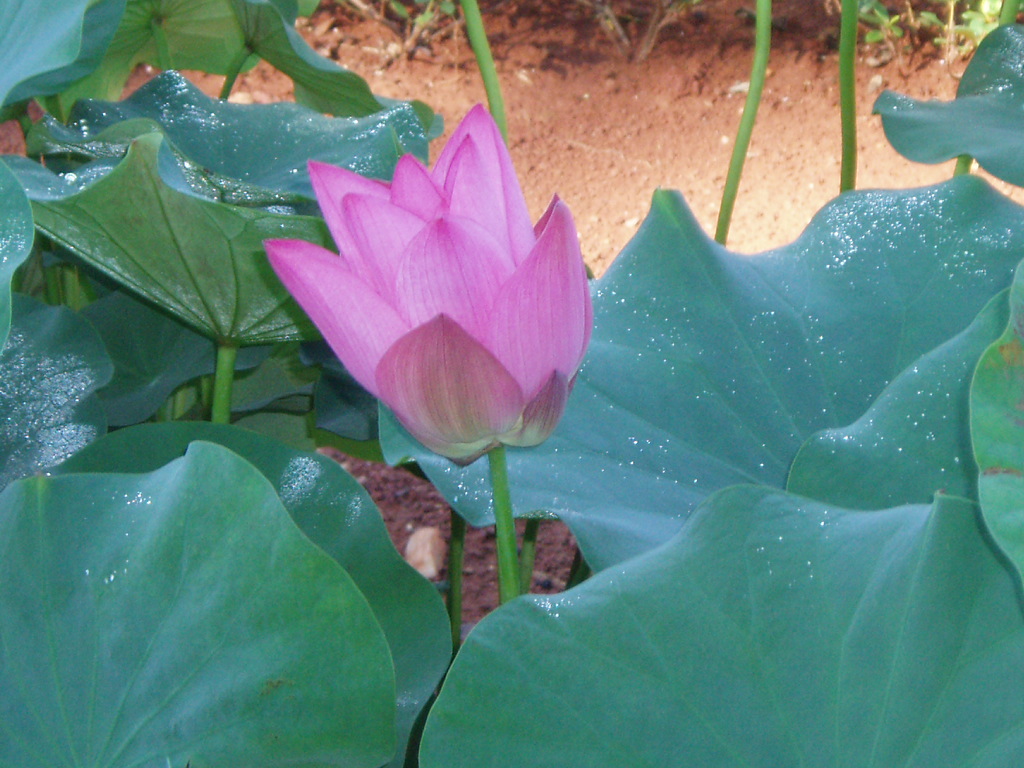 P1013631.JPG