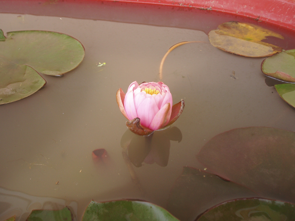 P5222731.jpg