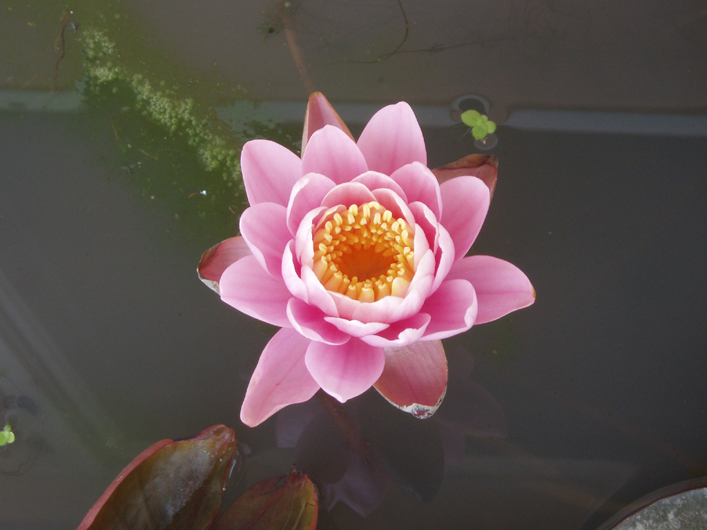 P5242740.jpg