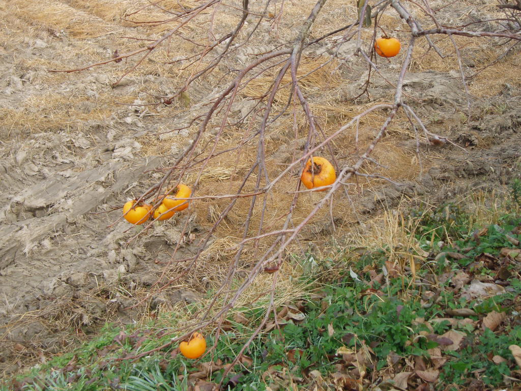 bulsim-03.JPG