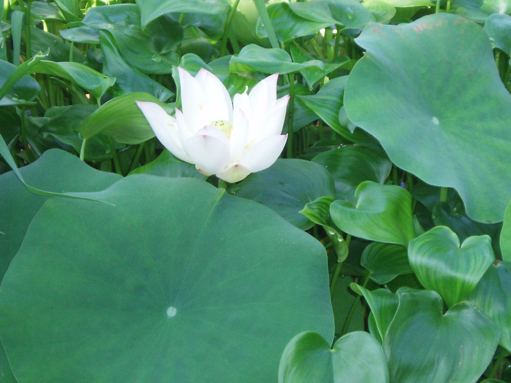 bulsimsa-whitelotus.JPG