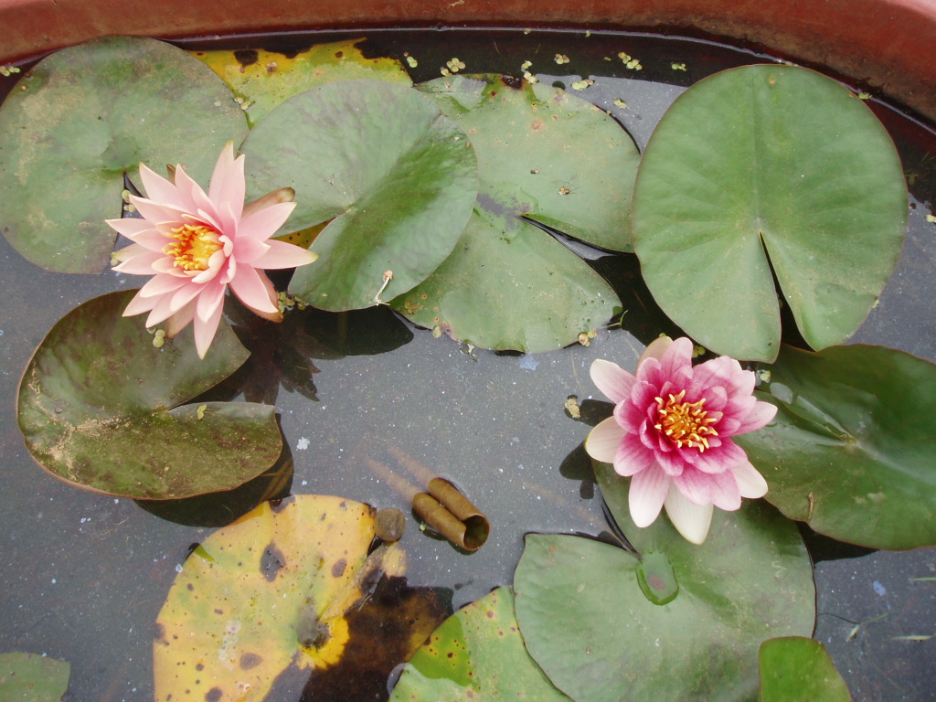 bulsimsalotusflower.JPG