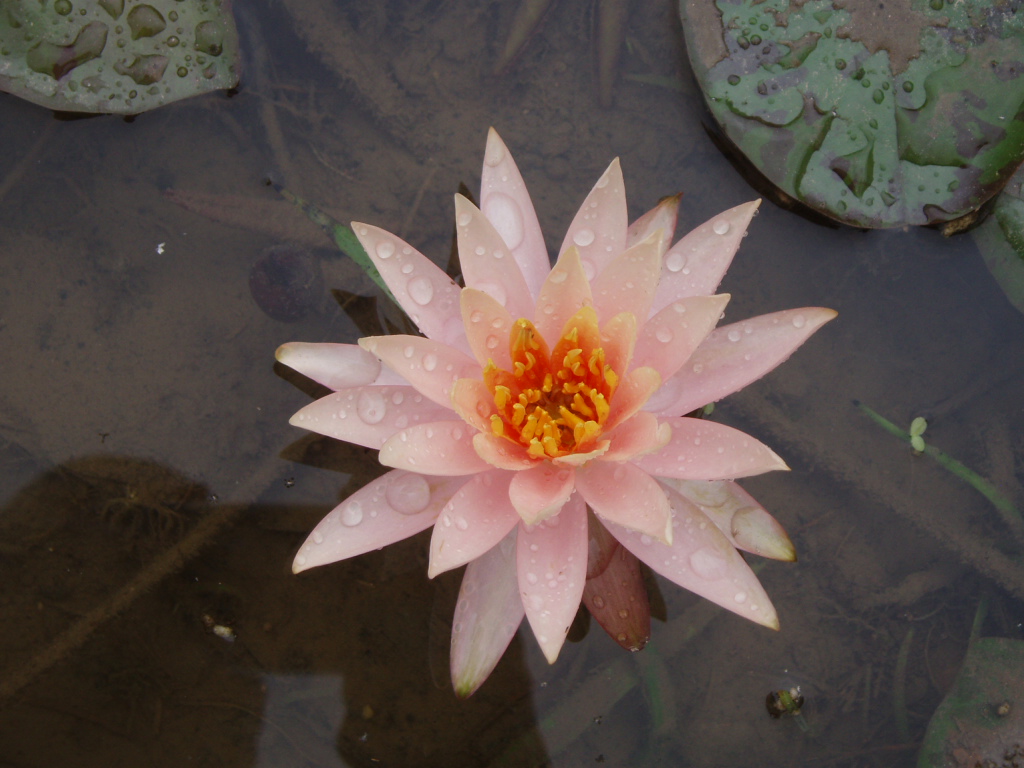 lotus20110622.JPG