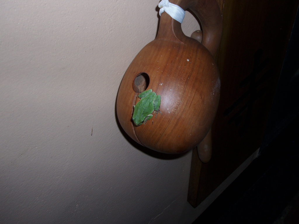 moktak-treefrog.JPG