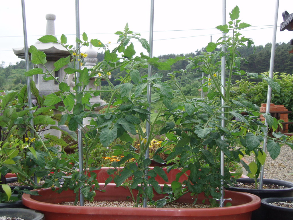tomato.JPG