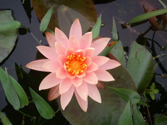 waterlotus.jpg