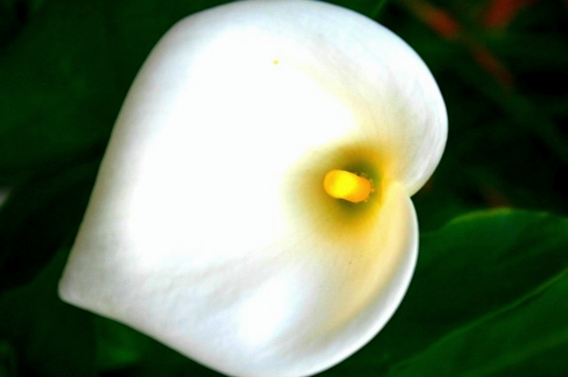 ũ 