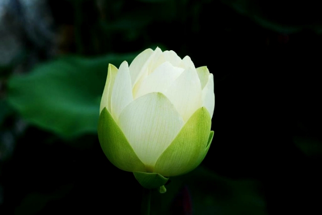 ũ 