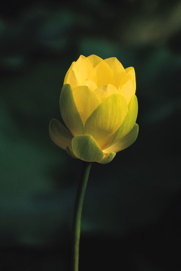 ũ 
