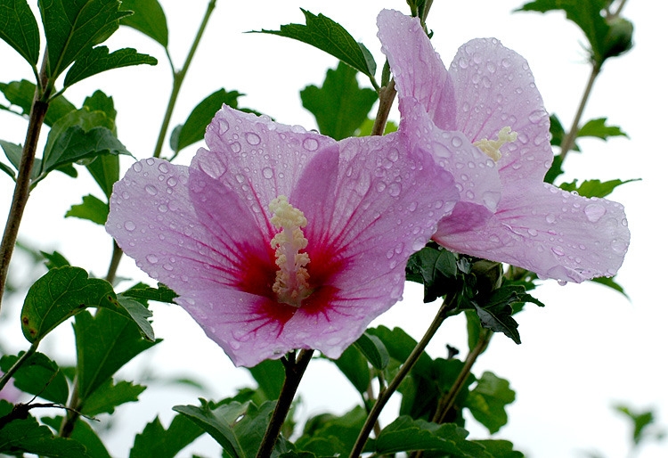 ũ 