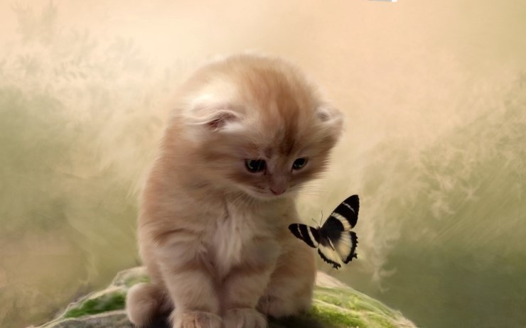 ũ 